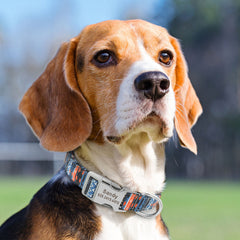 Personalized Adjustable Nylon Dog and Cat Collar